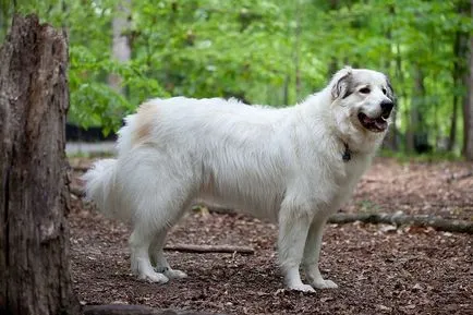 Rangsor a legnagyobb kutyafajták a világon