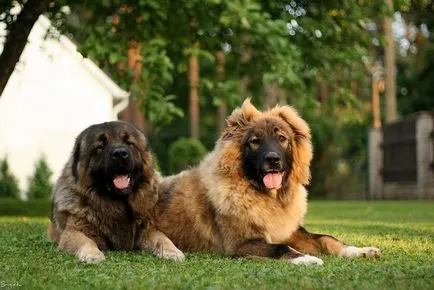 Rangsor a legnagyobb kutyafajták a világon