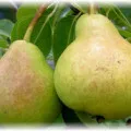 Pear конференция - засаждане техники и полезни свойства