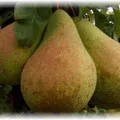 Pear конференция - засаждане техники и полезни свойства