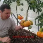 Grapefruit, toate se referă la roșii (roșii) - video, fotografii, răspunde