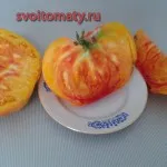 Grapefruit, toate se referă la roșii (roșii) - video, fotografii, răspunde