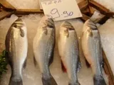 görög hal