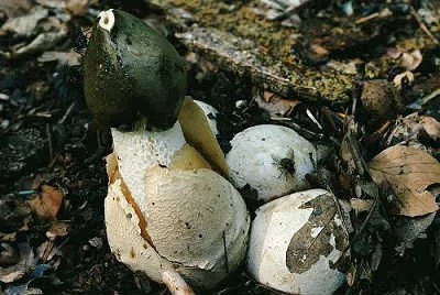 Mushroom Веселка-лечебни свойства, като приема, противопоказания