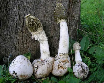 Mushroom Веселка-лечебни свойства, като приема, противопоказания