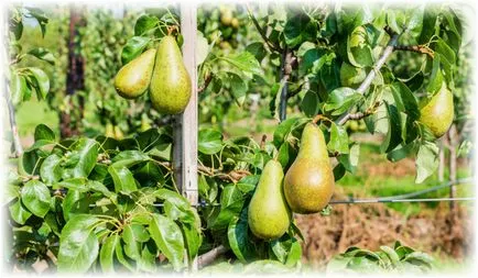 Pear конференция - засаждане техники и полезни свойства