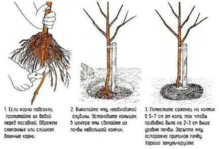 plantare pere și îngrijire, procesul de plantare pere în primăvara și toamna