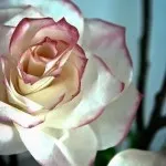 Rózsák filter