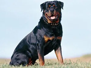 Rottweiler - Fajtajegyei