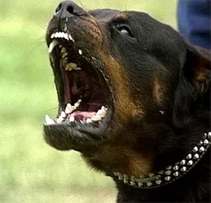 Rottweiler - Fajtajegyei