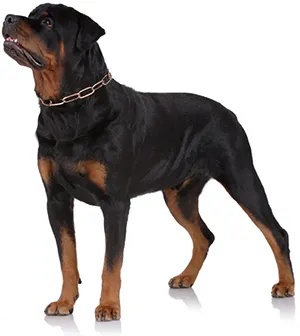 Rottweiler - Fajtajegyei