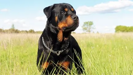 Rottweiler - Fajtajegyei