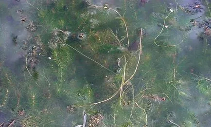 Роголистник в аквариум засаждане на правила и съдържание непретенциозни растения (със снимка)