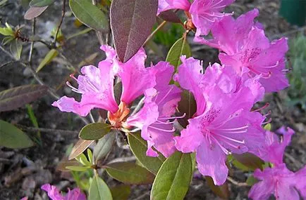 Rhododendron Dahurian (rozmarin) - în cazul în care pentru a cumpăra, soiuri, de plantare și îngrijire