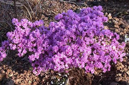 Rhododendron Dahurian (rozmarin) - în cazul în care pentru a cumpăra, soiuri, de plantare și îngrijire