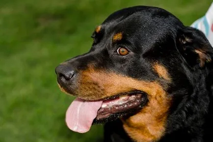 Rottweiler, Enciclopedia de caini