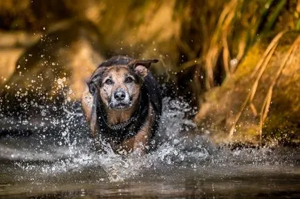 Rottweiler, Enciclopedia de caini