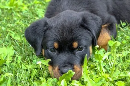 Rottweiler, Encyclopedia of kutyák