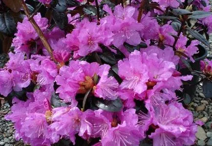 Rhododendron Dahurian (rozmarin) - în cazul în care pentru a cumpăra, soiuri, de plantare și îngrijire