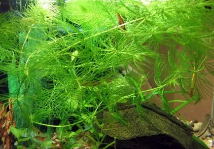 Érdes tócsagaz egy akváriumban telepítési szabályok és tartalmi igénytelen növények (fotókkal)