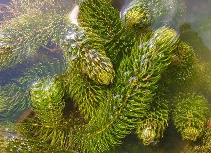 Érdes tócsagaz egy akváriumban telepítési szabályok és tartalmi igénytelen növények (fotókkal)