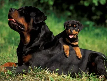 Caracteristici Breed - Rottweiler