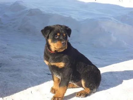 Rottweiler - Fajtajegyei