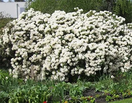 Rhododendron Dahurian (rozmarin) - în cazul în care pentru a cumpăra, soiuri, de plantare și îngrijire