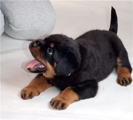 Caracteristici Breed - Rottweiler