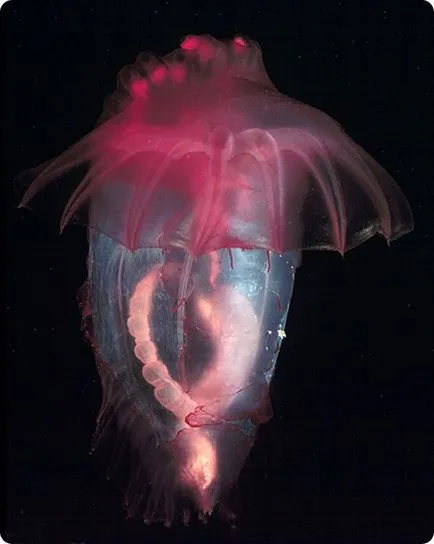 Pink морски краставици