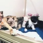 Cele mai cunoscute animale eroice - răspunsuri simple la întrebări complexe