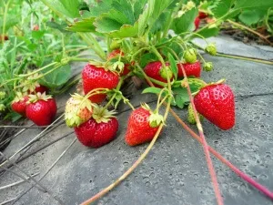 A legalkalmasabb fajta epret a külvárosokban