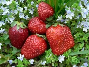 Най-подходящите сортове ягоди за предградията