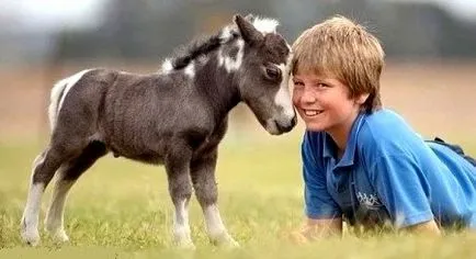 Най-малкият кон в света, много, много