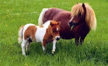 Най-малкият кон в света, много, много