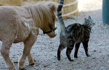 Cel mai mic cal pe fotografie teren, rase miniaturale, mini Appaloosa, Falabella și tumbelina