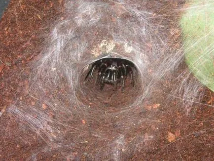 Най-отровен и опасен паяк в света и България