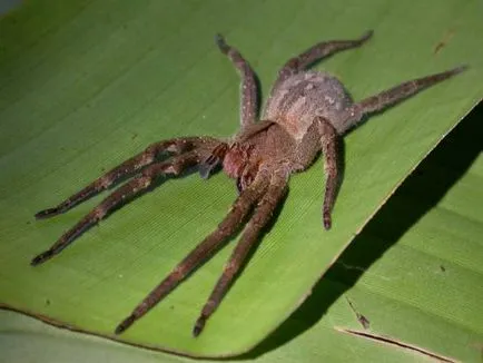 Най-отровен и опасен паяк в света и България