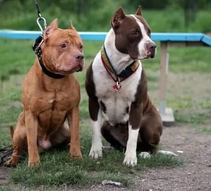 A leggonoszabb fajta kutya a világon