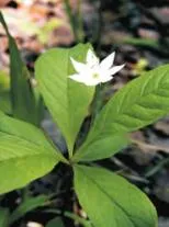 trientalis europaea