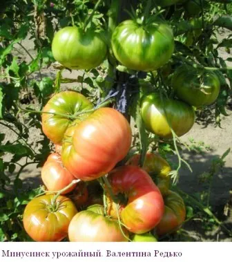 Seminte de tomate din colectoarele la recolta 2016