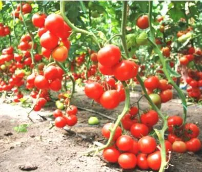 Seminte de tomate din colectoarele la recolta 2016