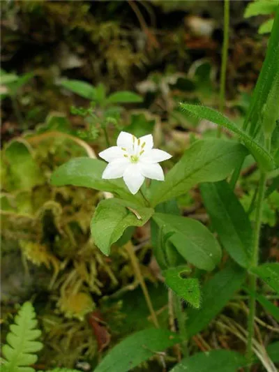Trientalis Europaea - снимка starflower