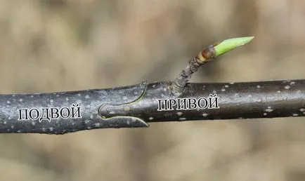 Metszőollók fa oltása és gyártási jellemzők én kunyhó