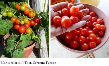 Seminte de tomate din colectoarele la recolta 2016