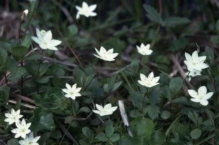 Trientalis описание Europaea и лечебни свойства