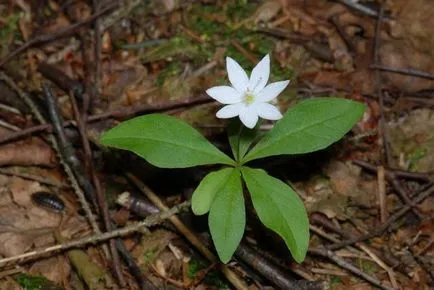 Trientalis описание Europaea и лечебни свойства