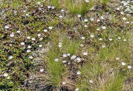 Trientalis описание Europaea и лечебни свойства