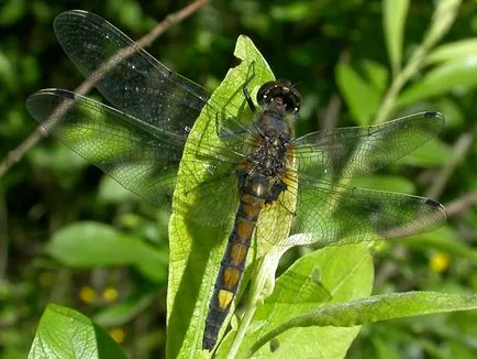 Familia de libelule adevărat (Libellulidae) - lumea cunoașterii