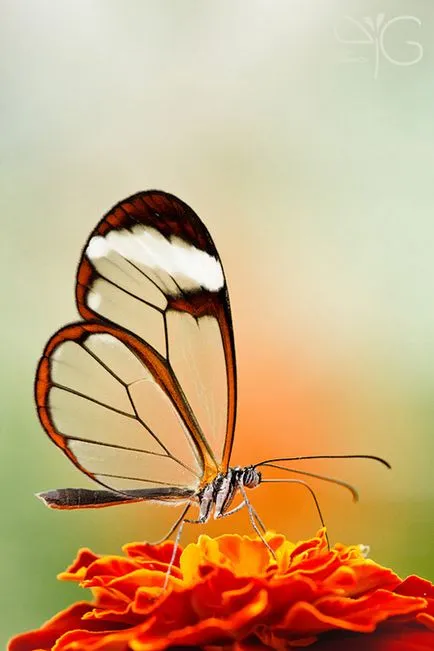 Trientalis europaea - Gregory pozhvanov